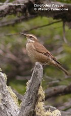 Cinclodes fuscus