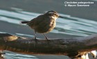Cinclodes patagonicus