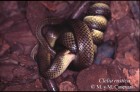 Paraphimophis rusticus