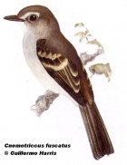 Cnemotriccus fuscatus