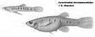 Cnesterodon decemmaculatus