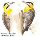 Colaptes campestris