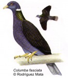 Patagioenas fasciata