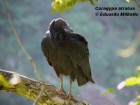 Coragyps atratus