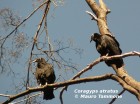 Coragyps atratus
