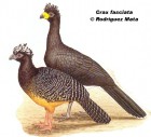 Crax fasciolata