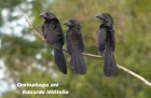 Crotophaga ani