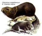 Ctenomys magellanicus