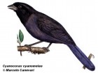 Cyanocorax cyanomelas