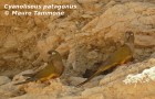 Cyanoliseus patagonus