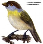 Cyclarhis gujanensis