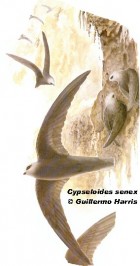 Cypseloides senex