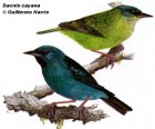 Dacnis cayana