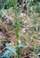 Desmodium uncinatum