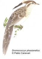 Dromococcyx phasianellus