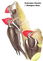 Dryocopus lineatus