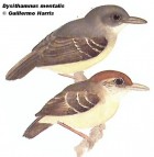 Dysithamnus mentalis