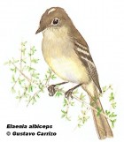 Elaenia albiceps