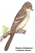 Elaenia chiriquensis