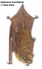 Neoeptesicus brasiliensis