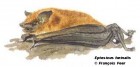 Eptesicus furinalis