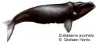 Eubalaena australis