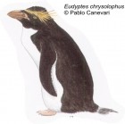 Eudyptes chrysolophus