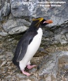 Eudyptes chrysolophus