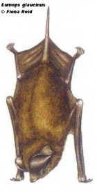 Eumops glaucinus