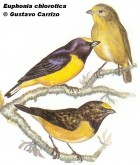 Euphonia chlorotica