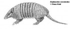 Euphractus sexcinctus