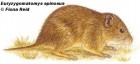 Euryzygomatomys spinosus