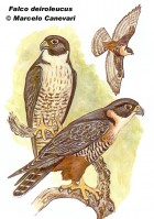 Falco deiroleucus