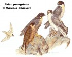 Falco peregrinus
