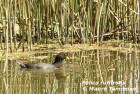 Fulica rufifrons