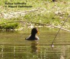 Fulica rufifrons