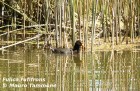 Fulica rufifrons