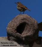 Furnarius rufus