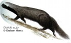 Galictis cuja