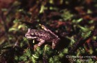 Gastrotheca christiani