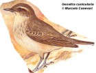 Geositta cunicularia
