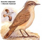 Geositta rufipennis