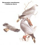 Geranospiza caerulescens