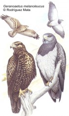 Geranoaetus melanoleucus