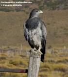 Geranoaetus melanoleucus