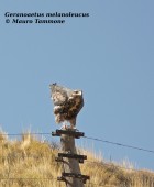 Geranoaetus melanoleucus