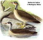 Heliornis fulica