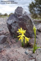 Hieronymiella aurea