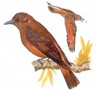 Hirundinea ferruginea