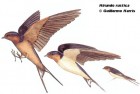 Hirundo rustica